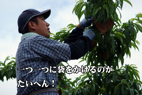 桃の袋かけ