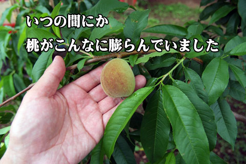 生長する桃