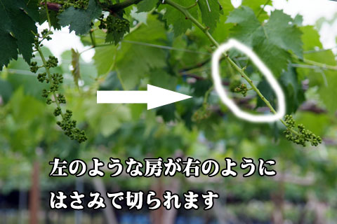 ブドウの房作り