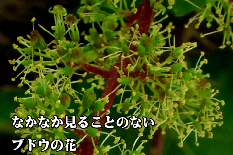 ブドウの花