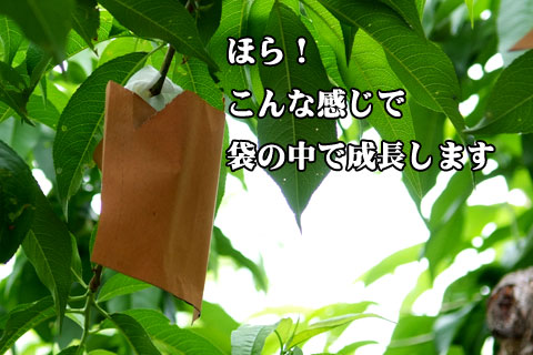 袋がかけられた様子