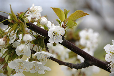 さくらんぼの花