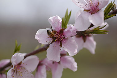 桃の花