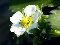 イチゴの花