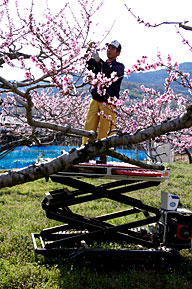 作業台で摘花