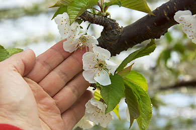 さくらんぼの大きな花