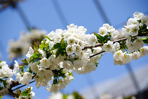 サクランボの花