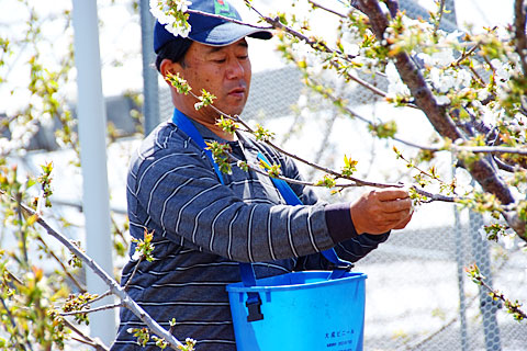 サクランボの花摘み