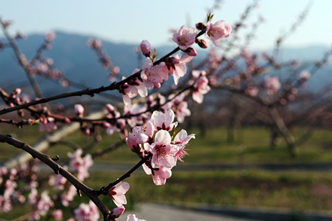 桃開花