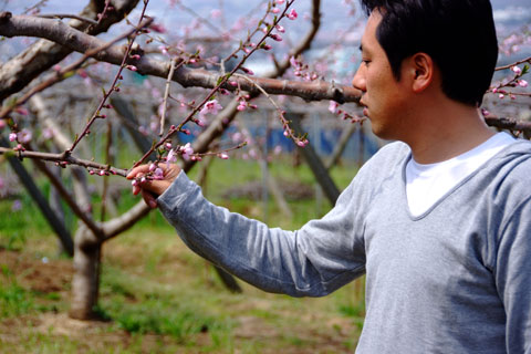 摘花後の桃の花