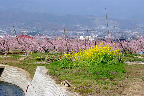 桃の花