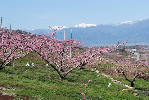 桃の花