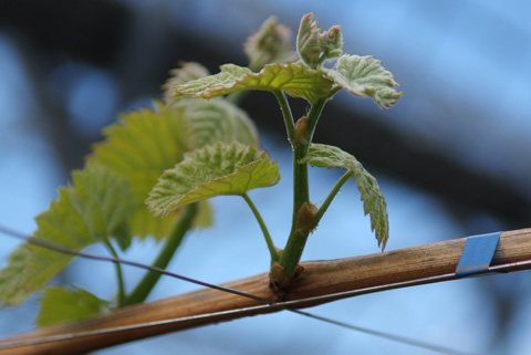 ブドウの新芽