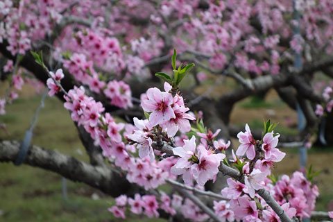 桃の花