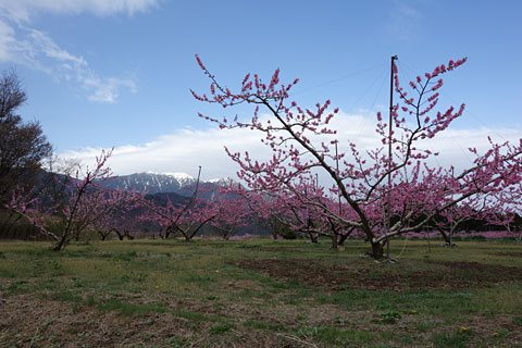 桃の花