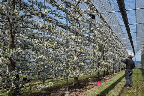 サクランボの人工授粉作業