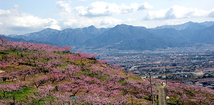 山梨の桃の花の時期