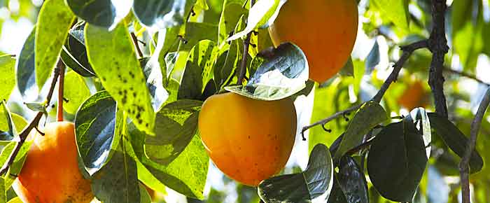 木に実る原料の柿