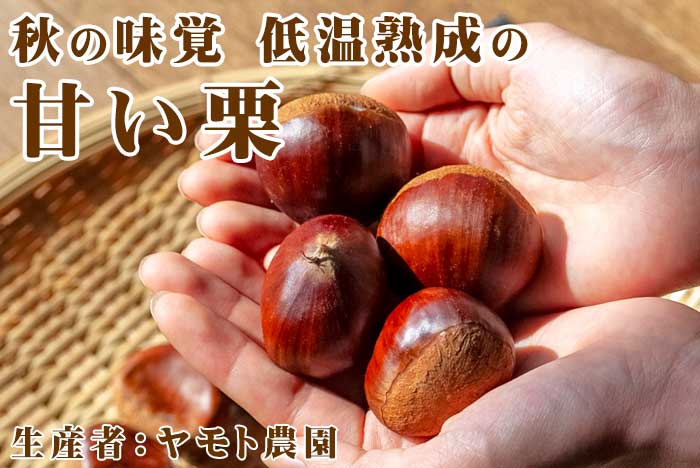 秋の味覚低温熟成の甘い栗