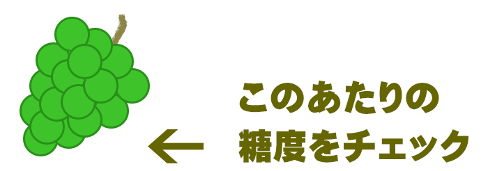 シャインマスカットの糖度測定