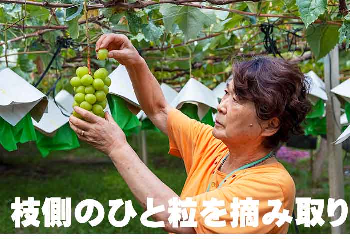 シャインマスカットの糖度測定の様子